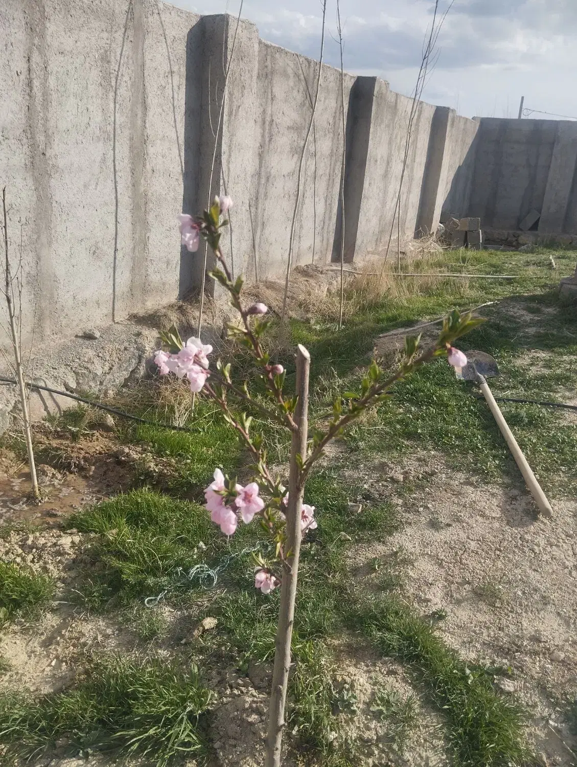 قرارداد دارایی پلاک36