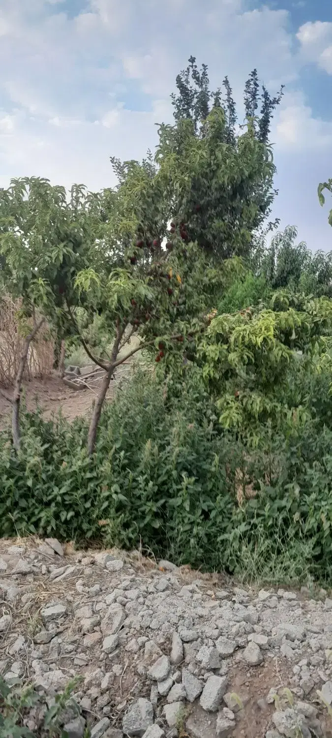 باغ ۸۰۰ متر لوکیشن ماهدشت پیشک ۲