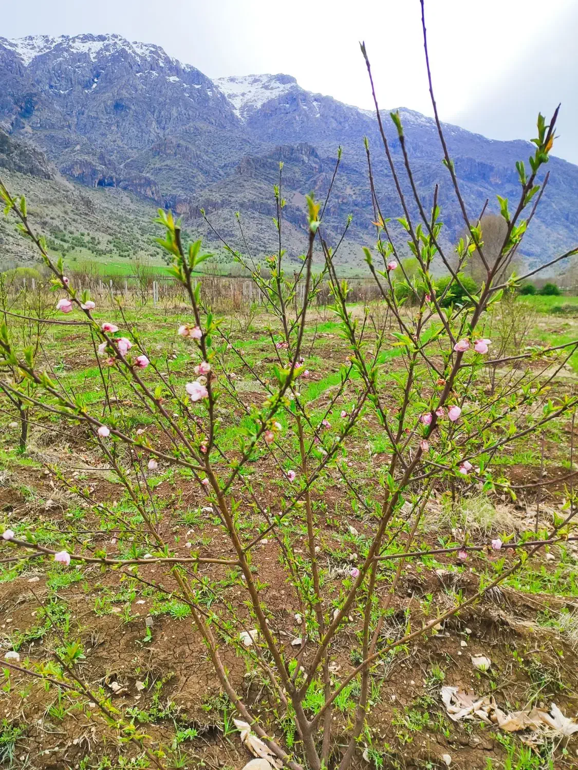 باغ بیستون روستای برناج