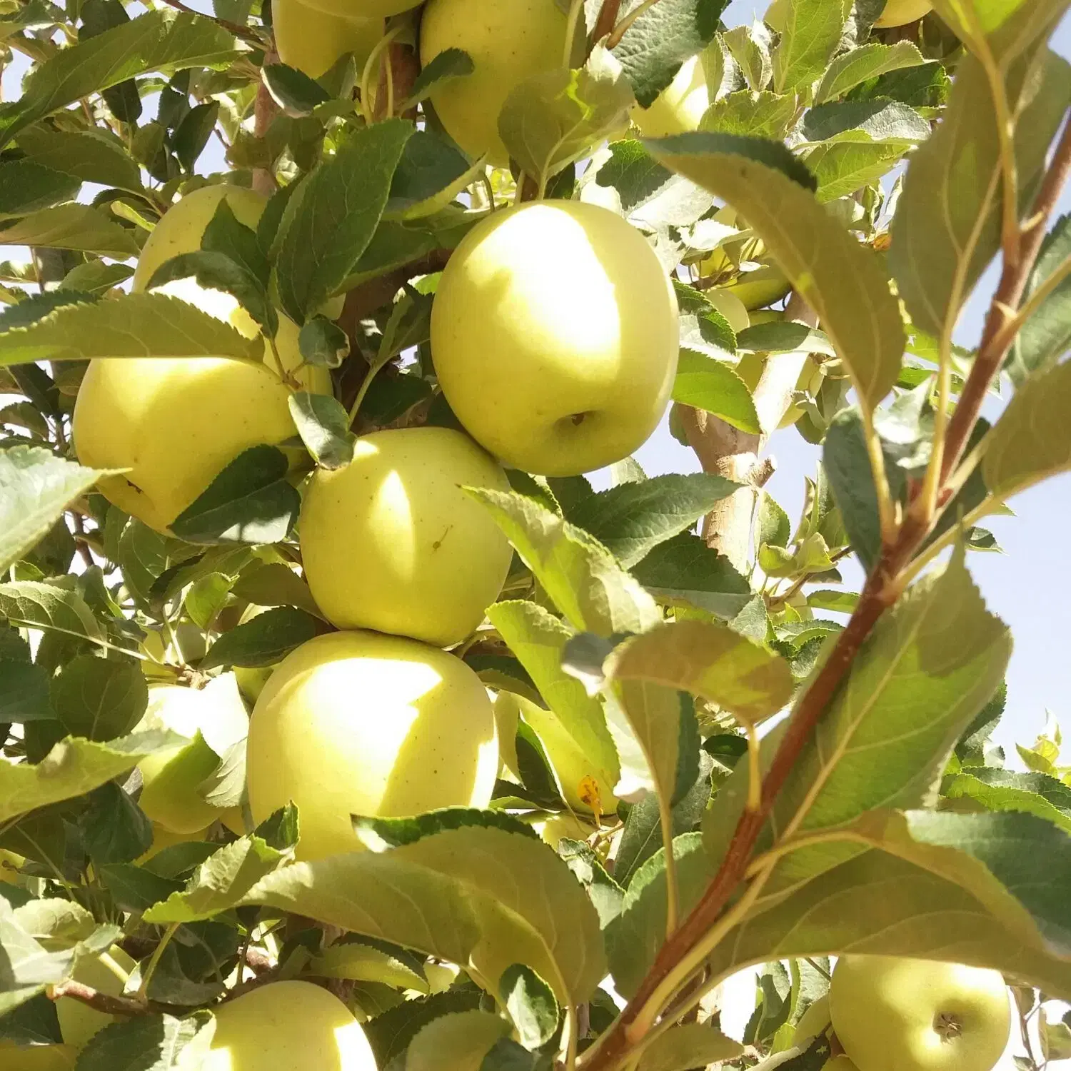 فروش باغ در آستانه