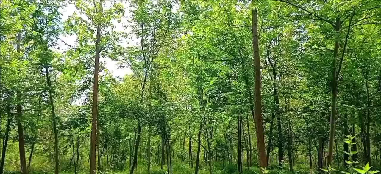 خانه ویلایی