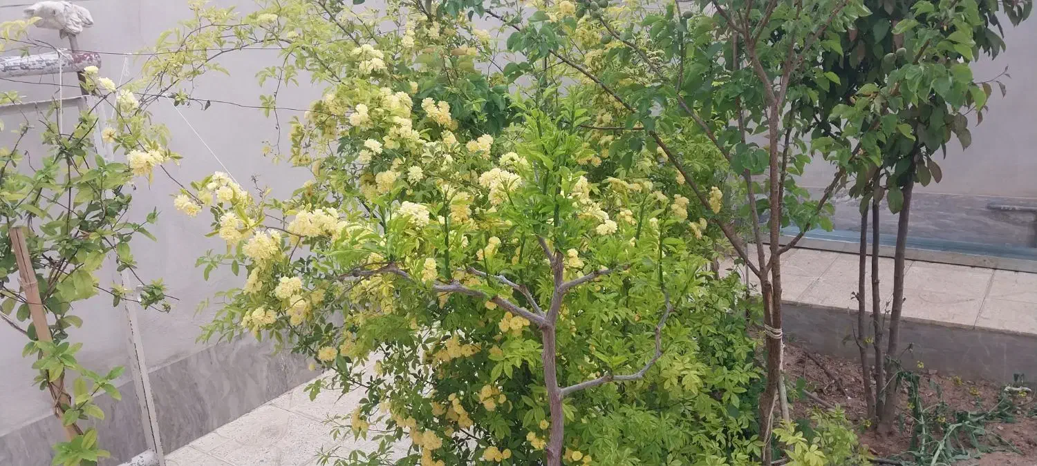 واحد ۱ خوابه