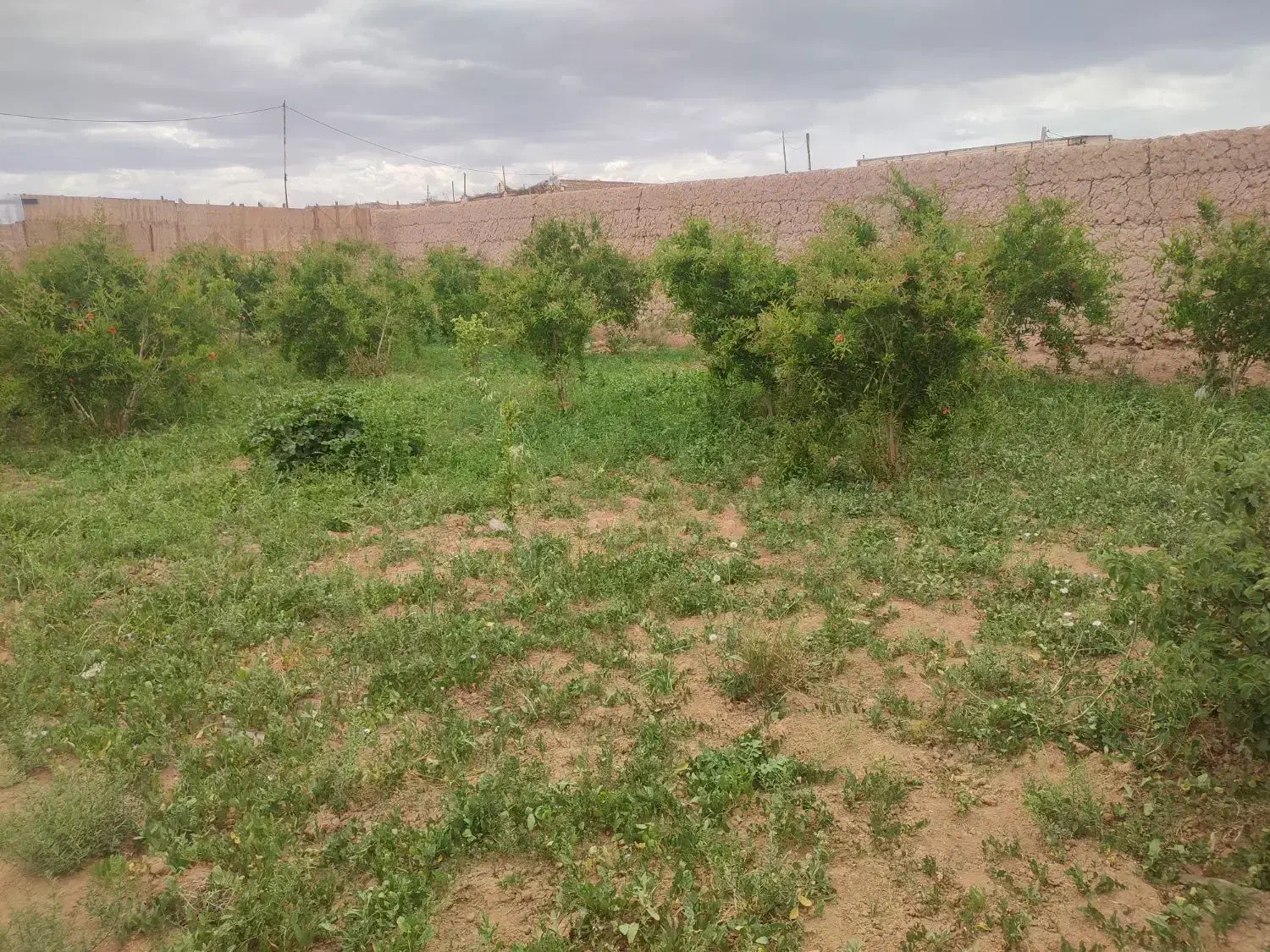 چهار قطعه باغ بغل هم (هرکدام ۲۳۰ متر)