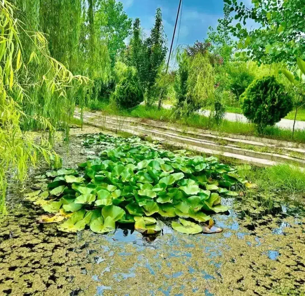 تصمیمی که فراتر از هیجان است