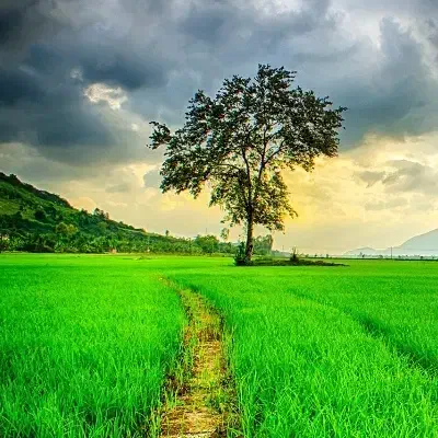 زمین کشاورزی گورک جمال