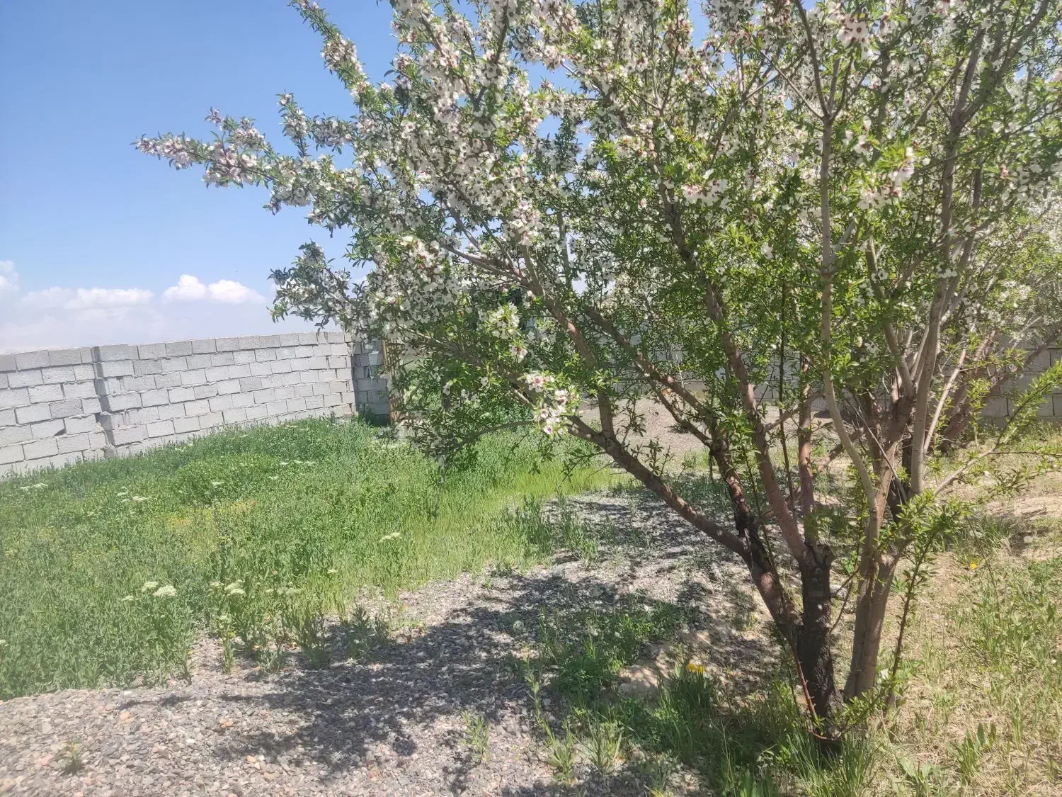 ویلا باغ 620 متری