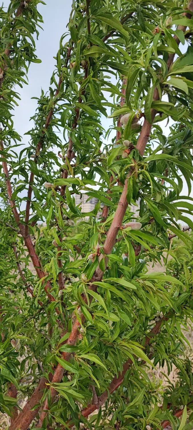 باغ میوه 710 متر نزدیک شهر محمدیه
