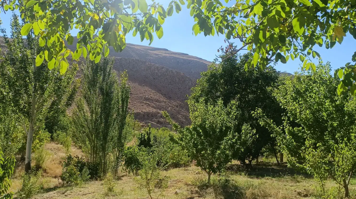 فروش باغ