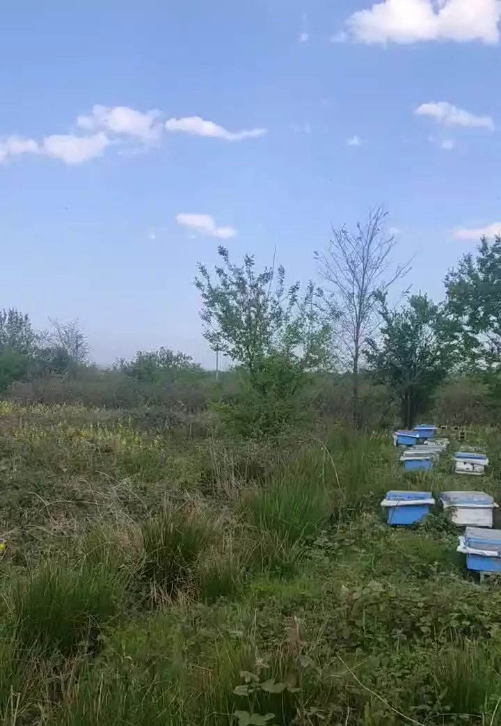 زمین باغی