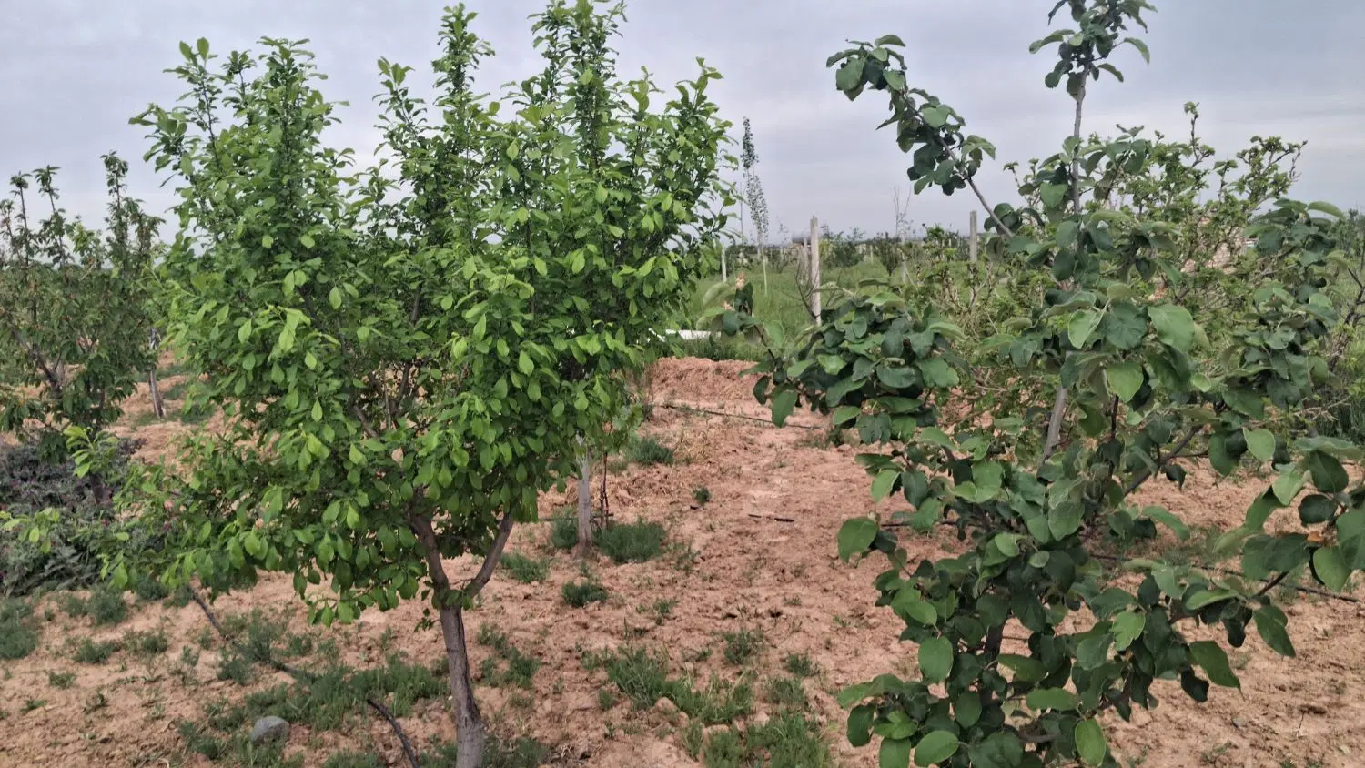 باغ صومعه  نگین سبز