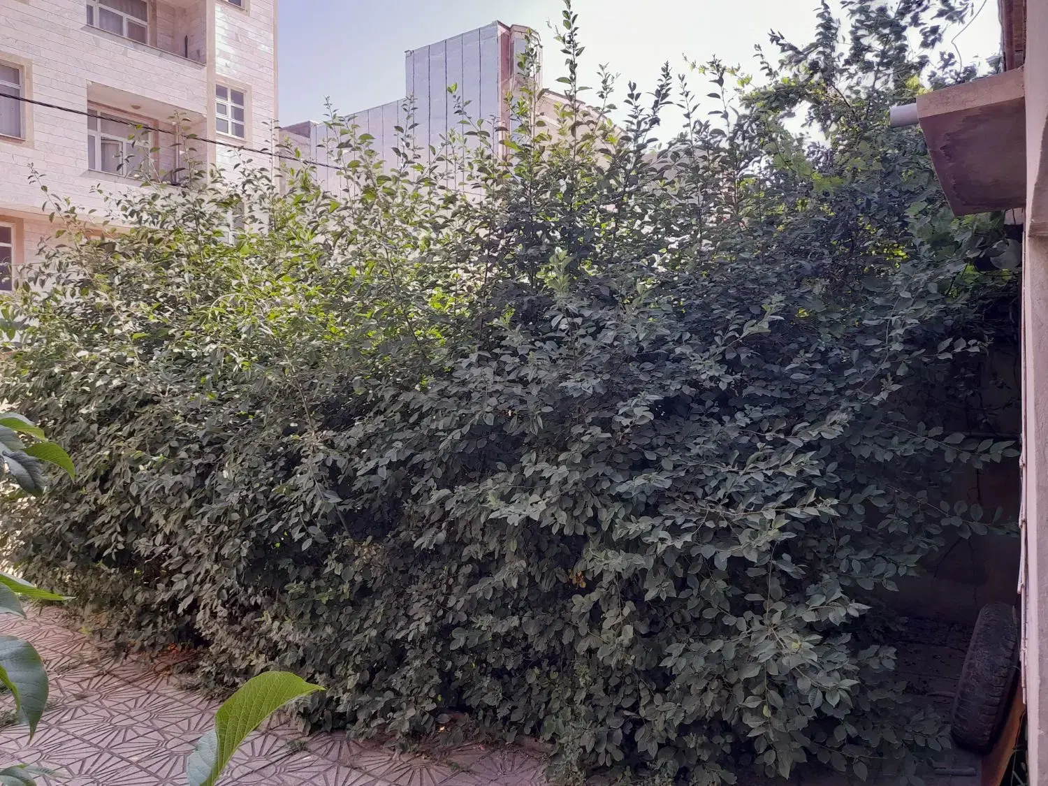 همخونه خانم