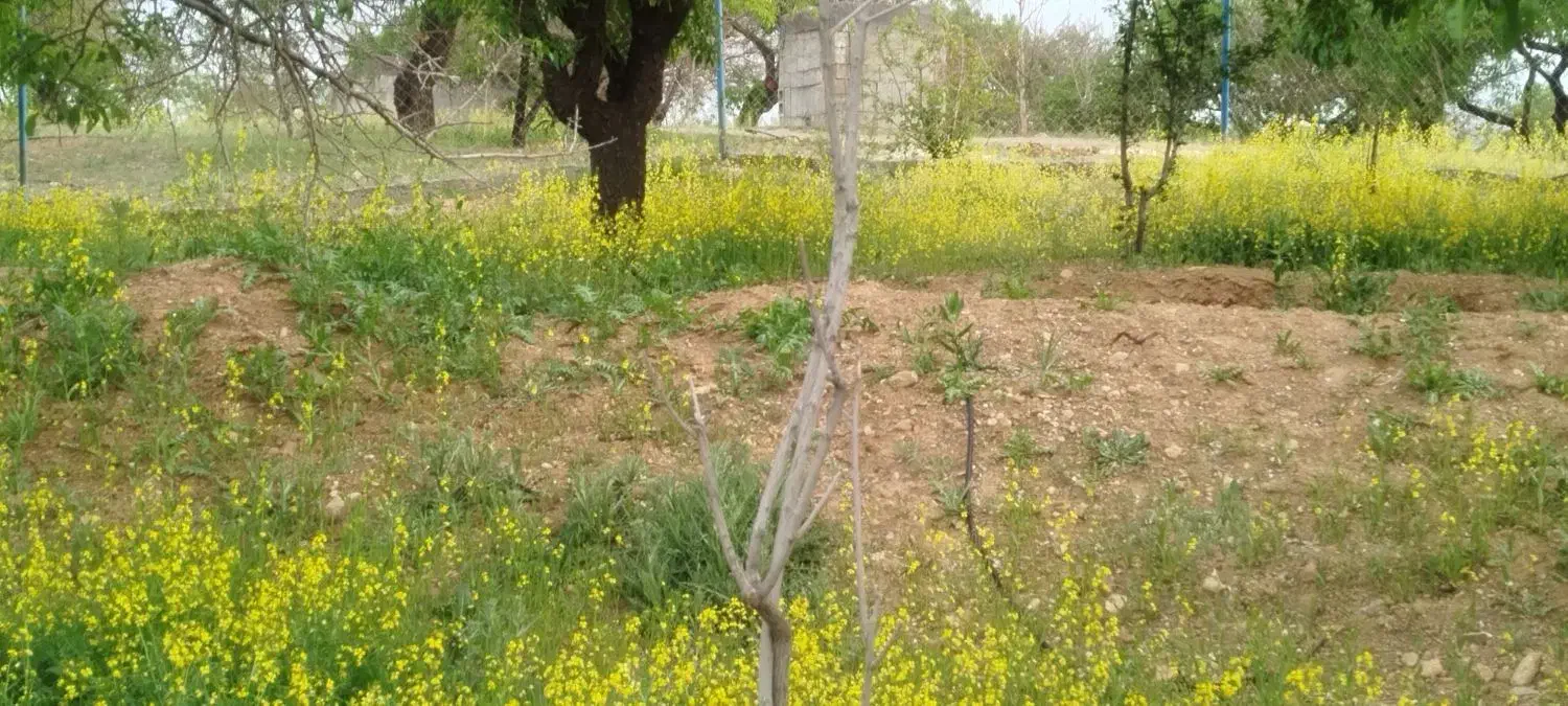دنج باغ شوراب صغیر
