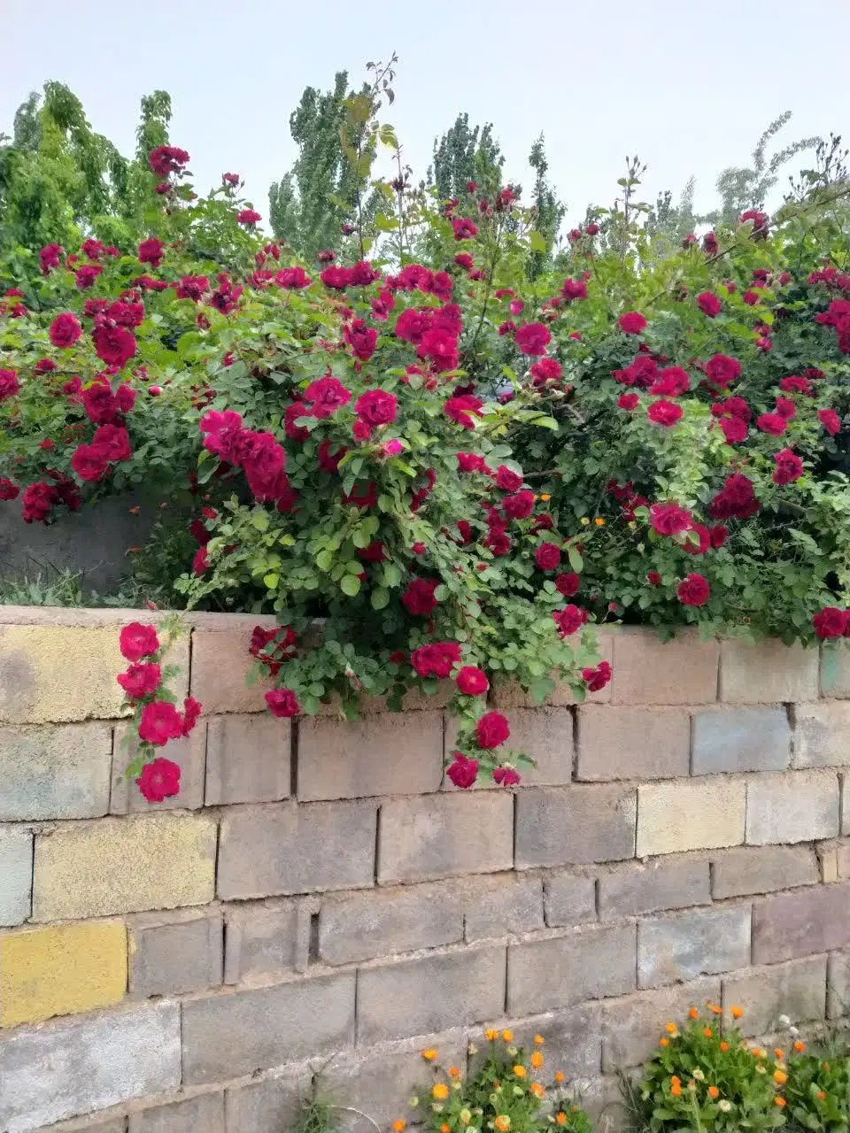 باغ ویلا