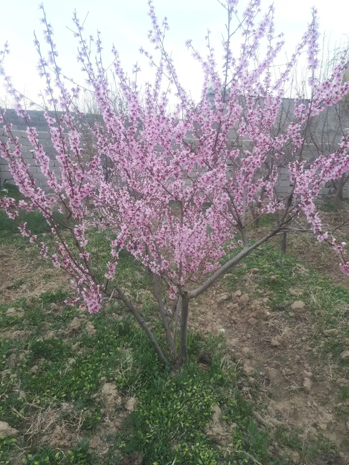 ۷۴۵متر زمین چهار دیواری با دو در ورودی