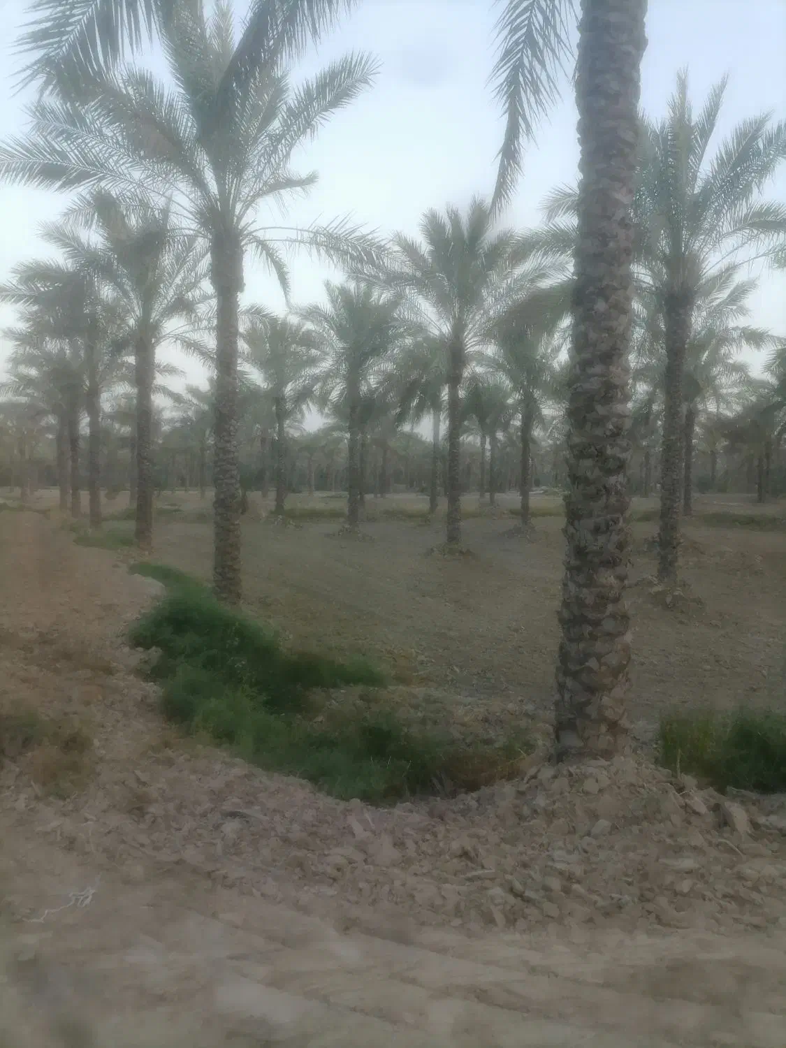 نخل تره درجه یک کبکاب 240 بنه روستای کلل
