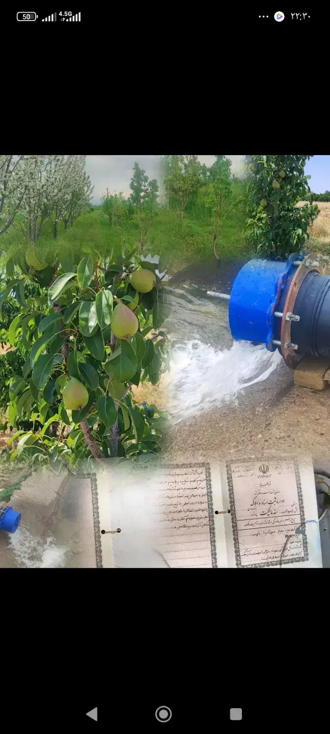 باغ گلابی سند دار هفت ساله