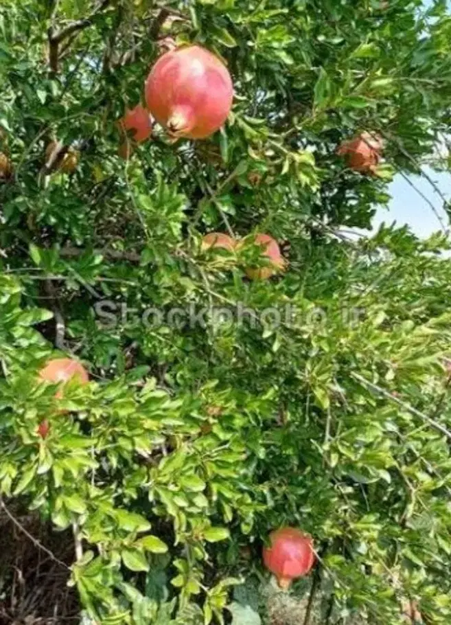 فروش زمین باغ۱۲۳۰ متری، ورمنجه