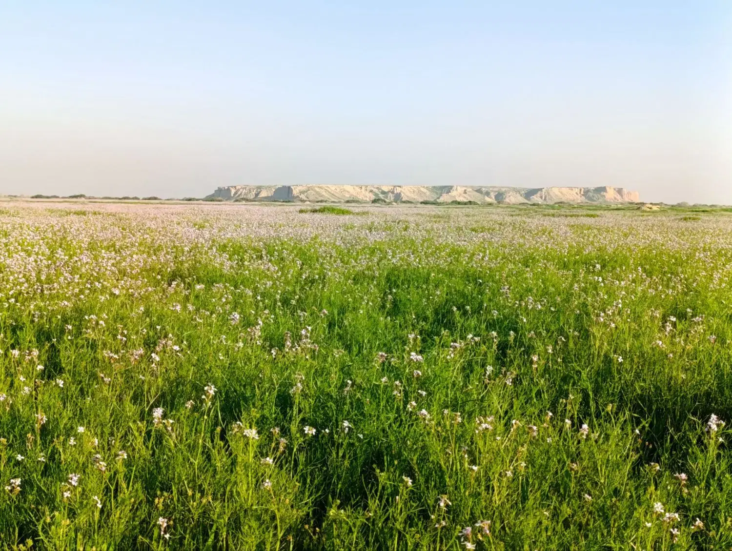 زمین کشاورزی
