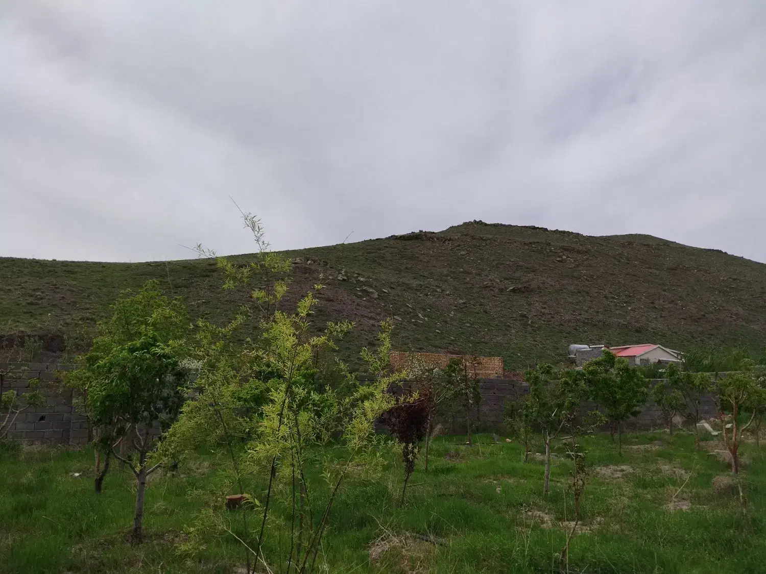 باغ در روستای عارفی،زمین باغی(سنددار)حاشیه آسفالت