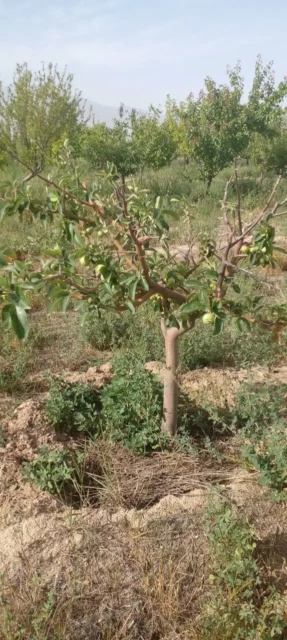 باغ  نقلی ۵۰۰ متر