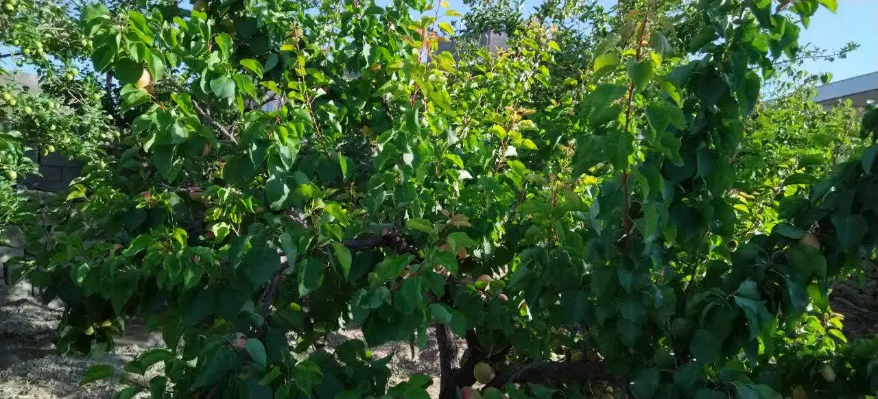 باغ ویلا با موقعیت در روستای خونیک بهلگرد