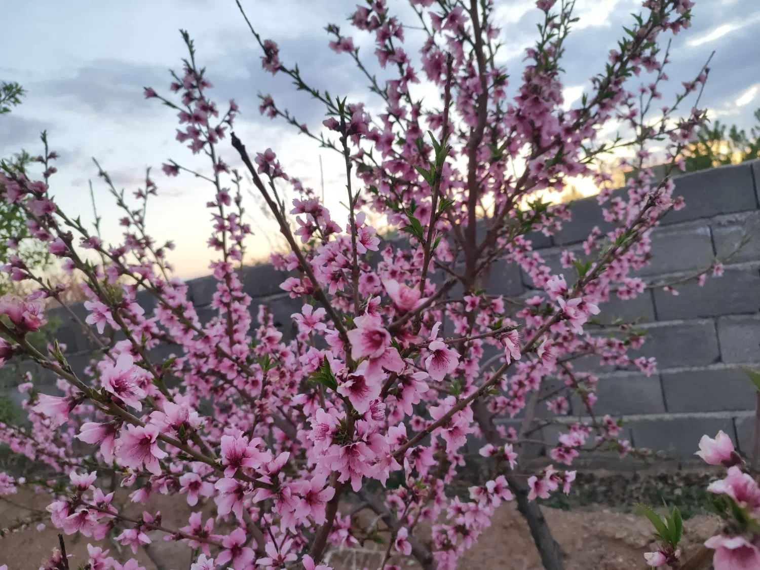 ملک باغی دامداری مسکونی