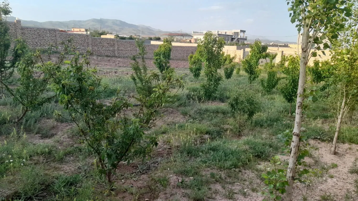 زمین باغ ویلای چهاردیواری زمین ۱۵۰۰متر علم خانی
