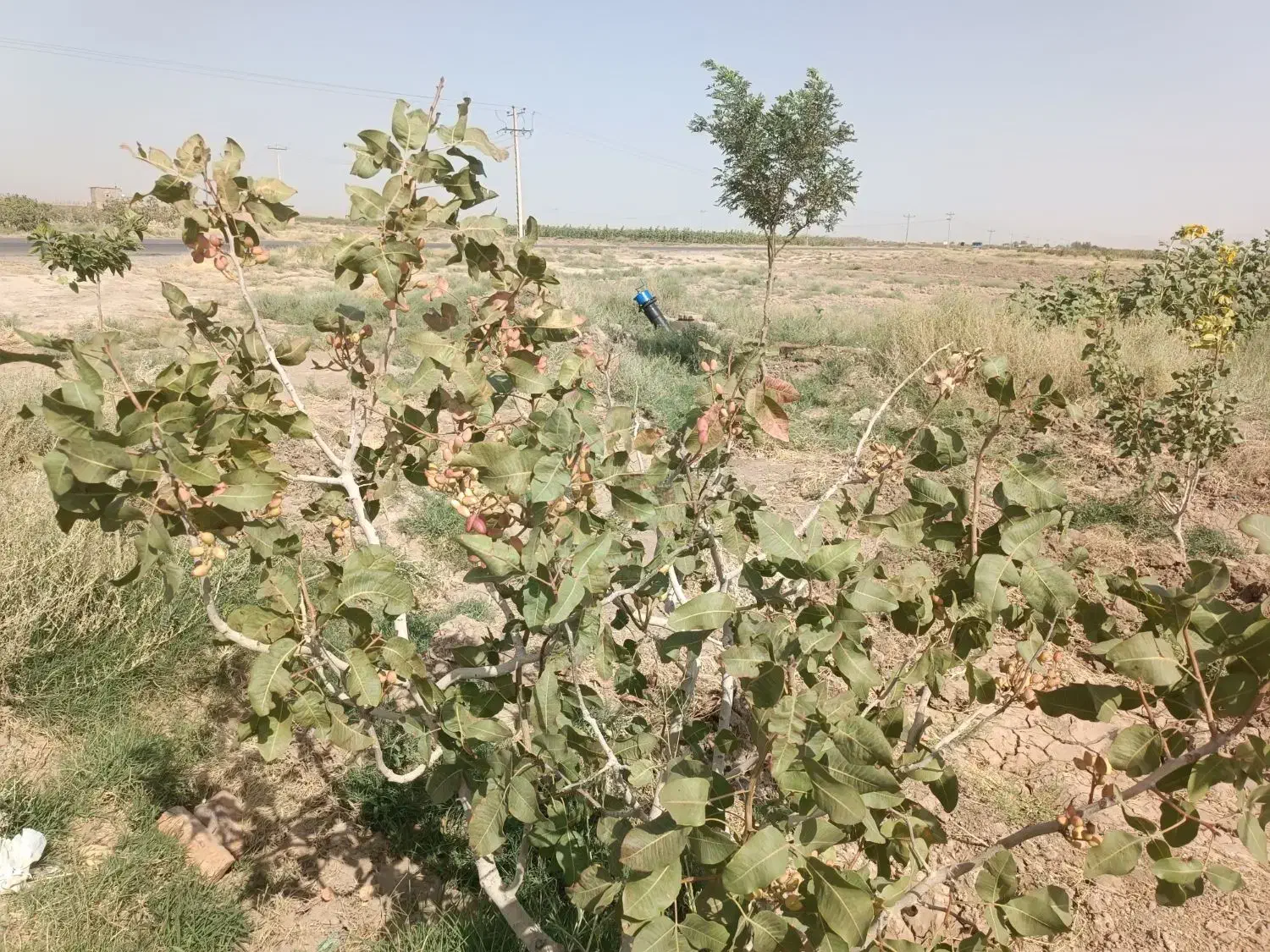یک هکتار باغ پسته ۹ساله بارده