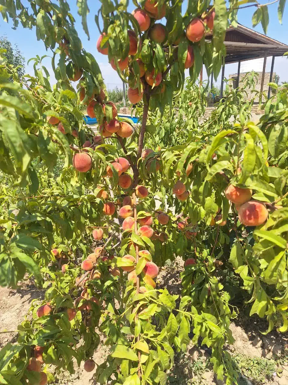 زمین ۱۲۰۰ متری نظرآباد نجم آباد کرج