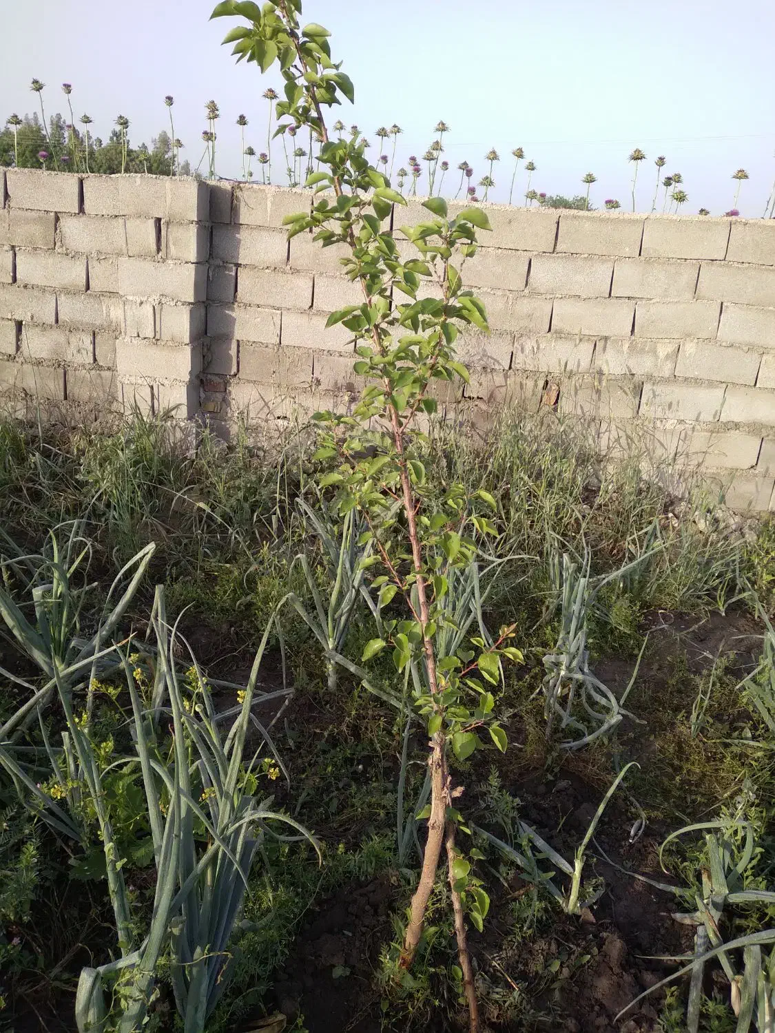 ۱۵۰ متر زمین بدون کاربری در الغدیر