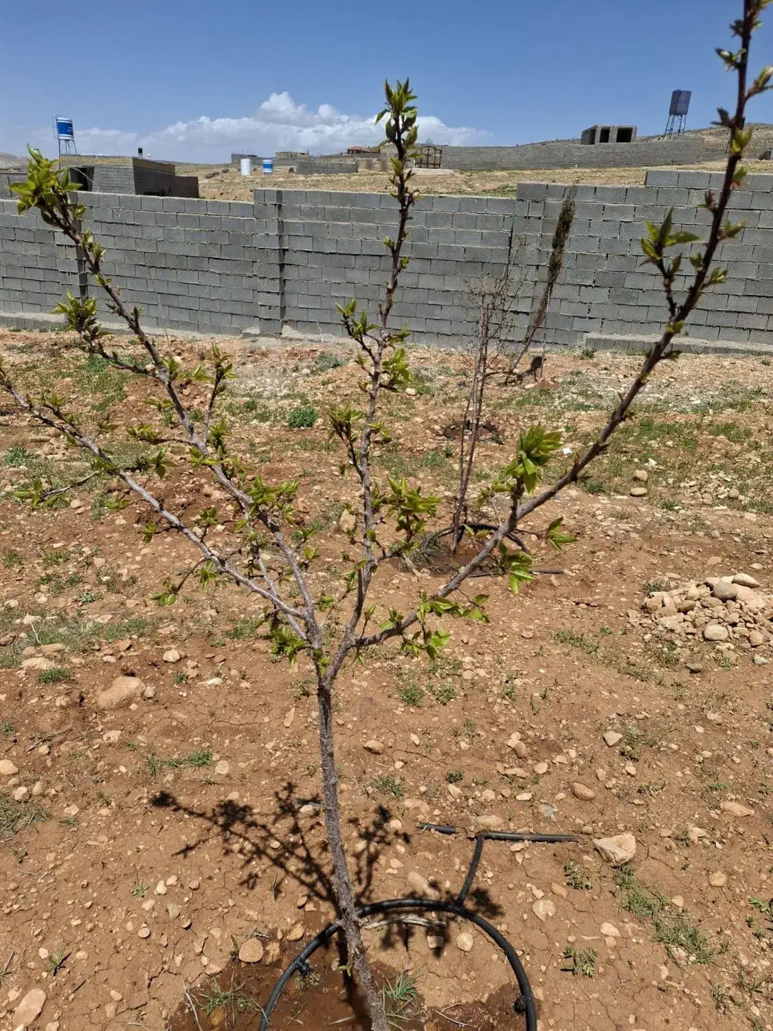 فروش باغ شهری