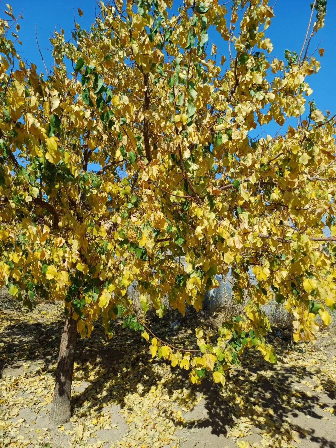 زمین و باغ آماده سیمین زاغه