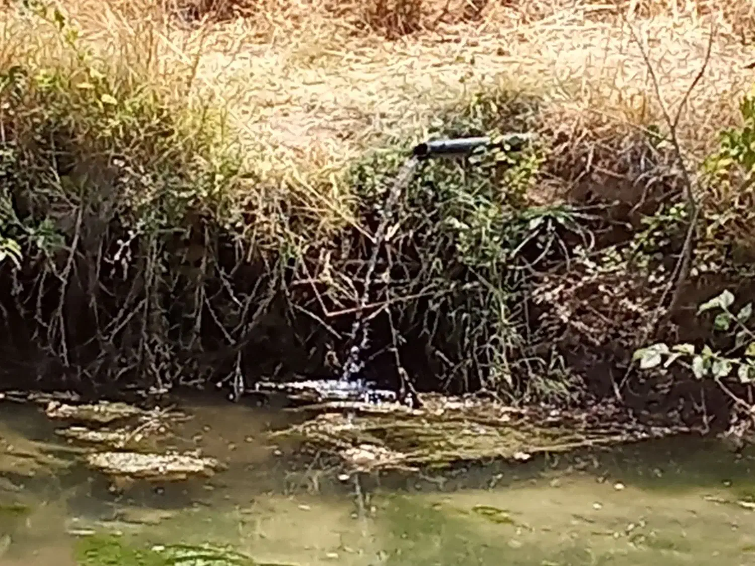 فروش باغ و زمین در روستای مروارید(فروش فوری)