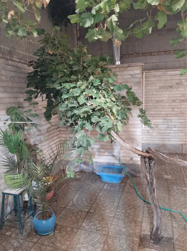 اجاره دفترکارپاستور جدید (حیاط دربست)115متر