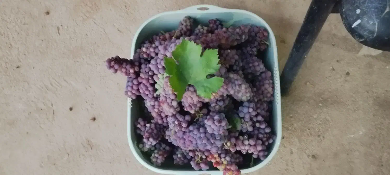 ویلایی