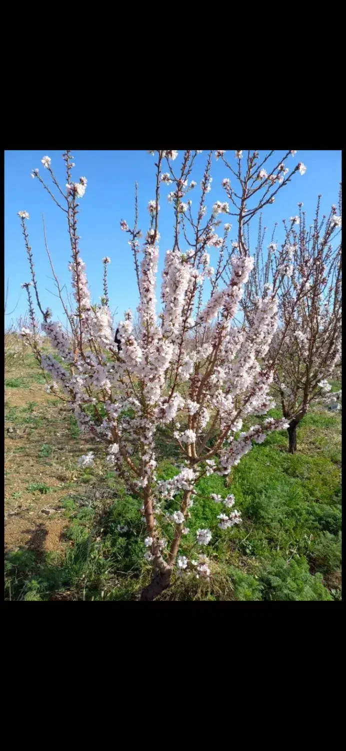 زمین ۵۰۰ متری