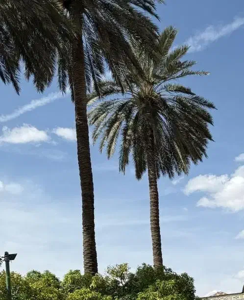 زمین چغادک