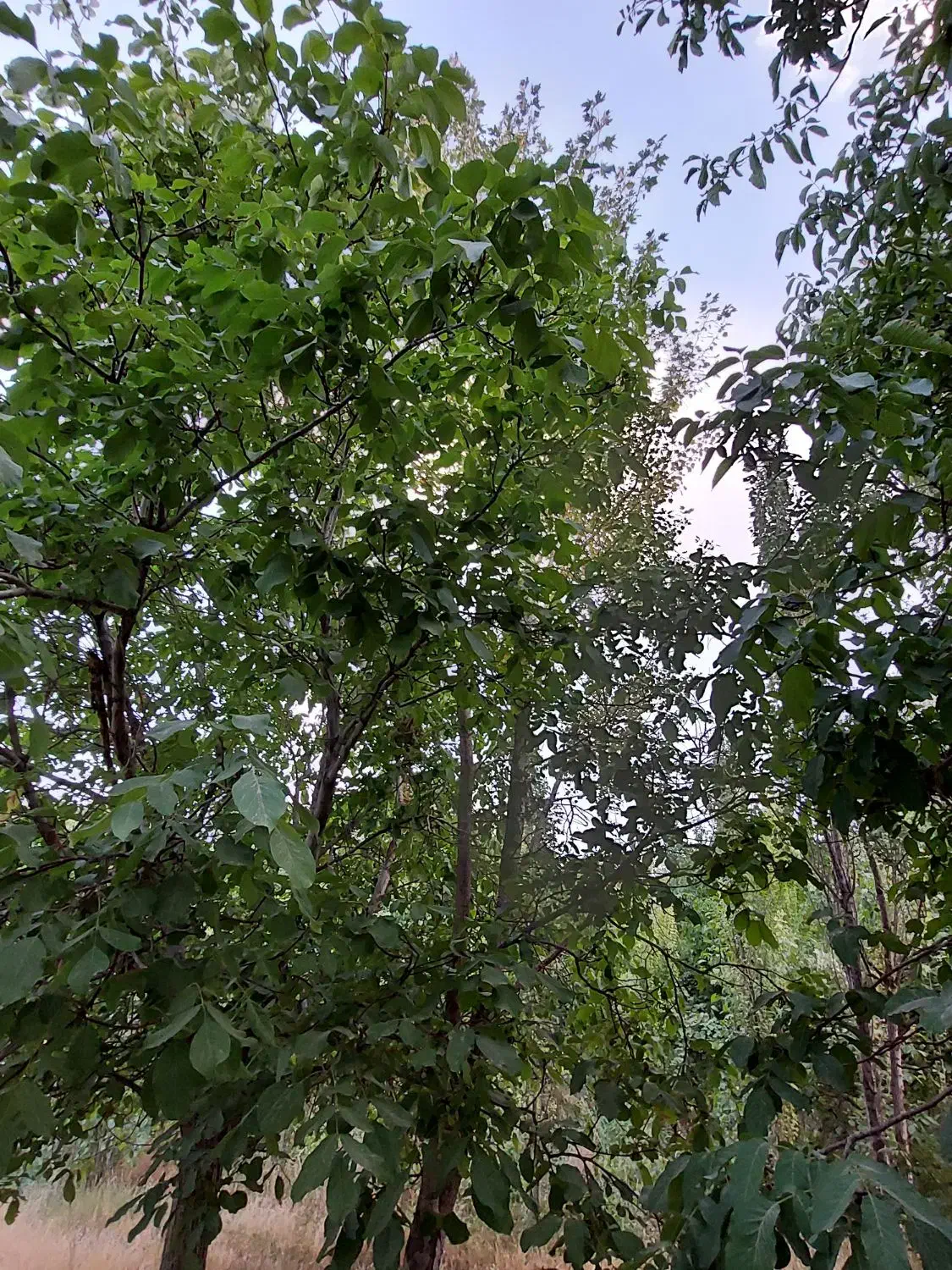 زمین مسکونی سورشجان