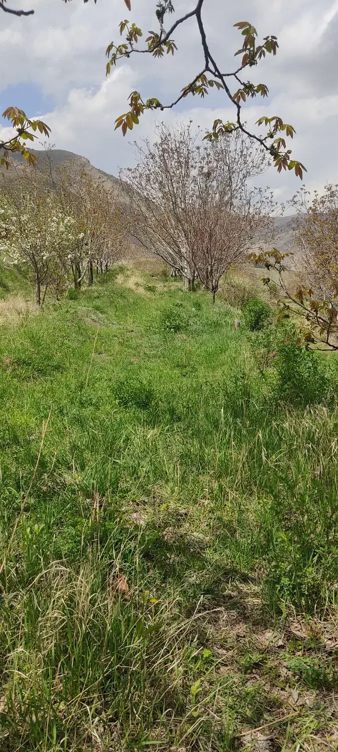 زمین کشاورزی باغ گردو در روستای بابکان