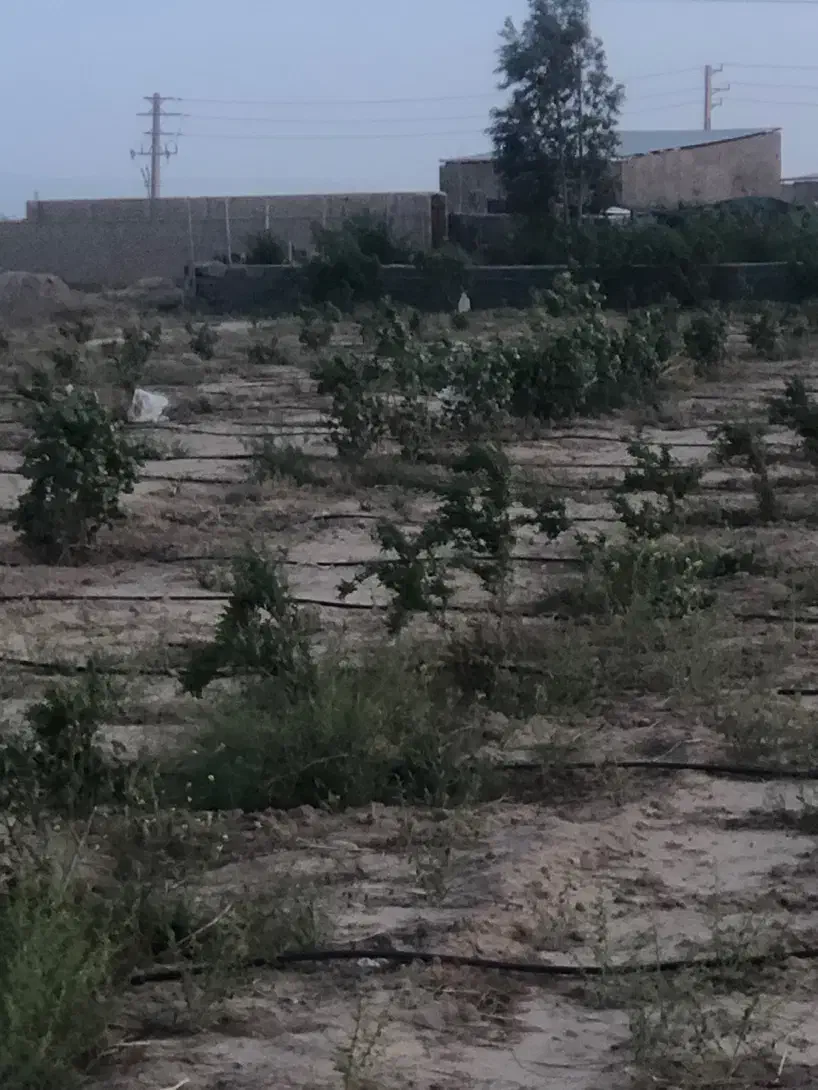 فروش باغ