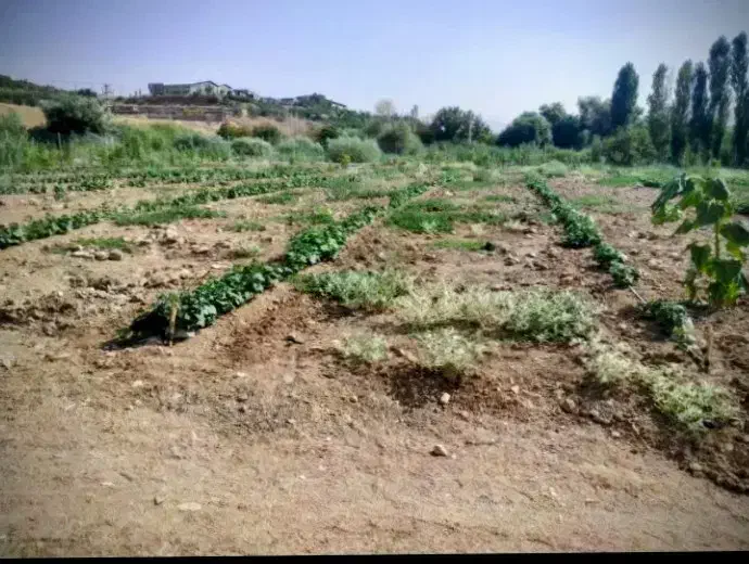 زمین کشاورزی پاین‌ فرودگاه برای اجاره