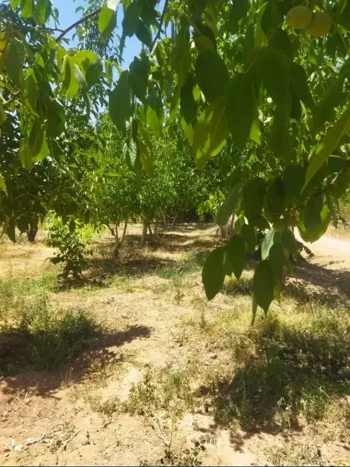 باغ در قلعه سفید