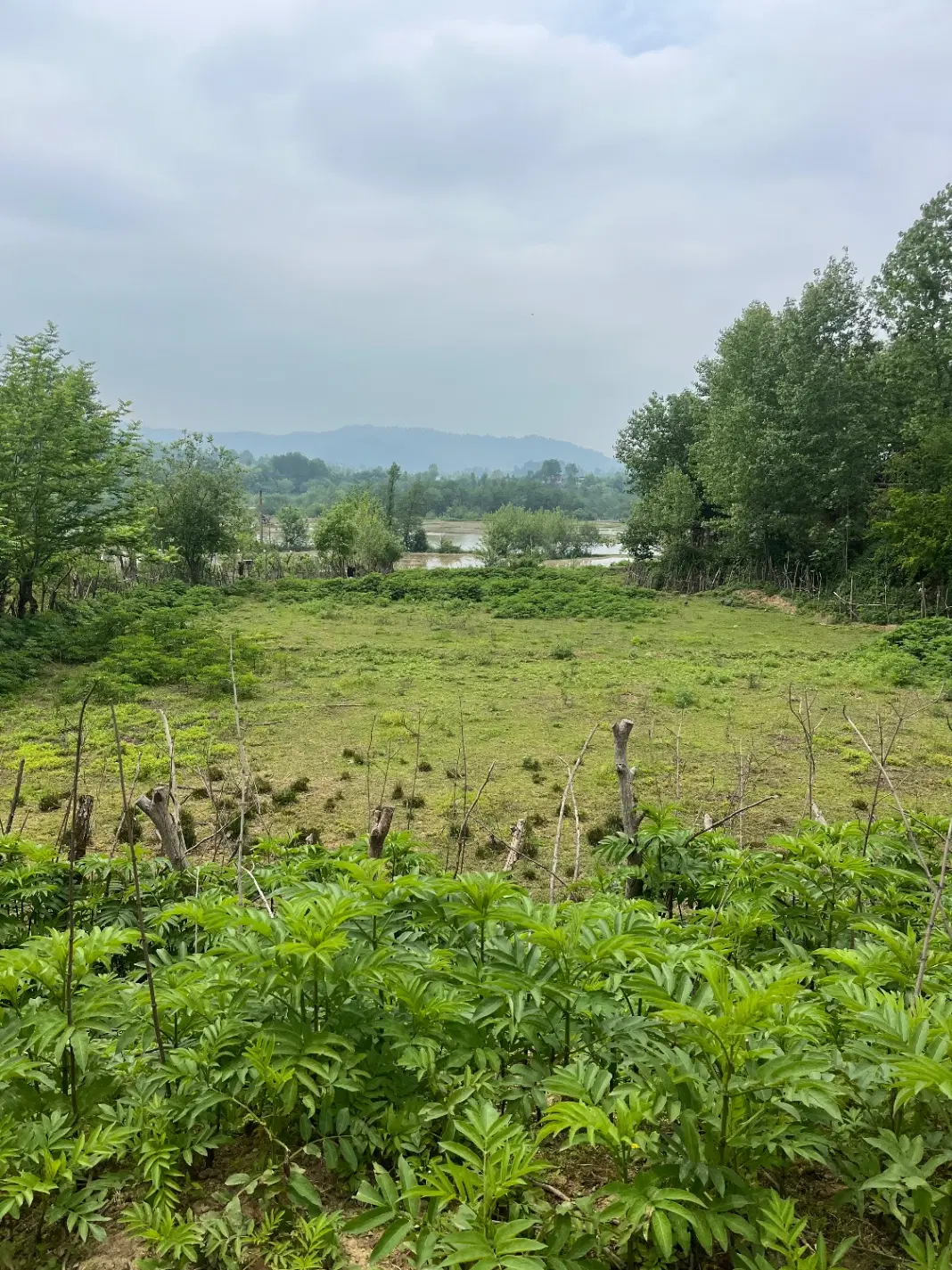 یک قطعه زمین کوهپایه ای صفر جنگل