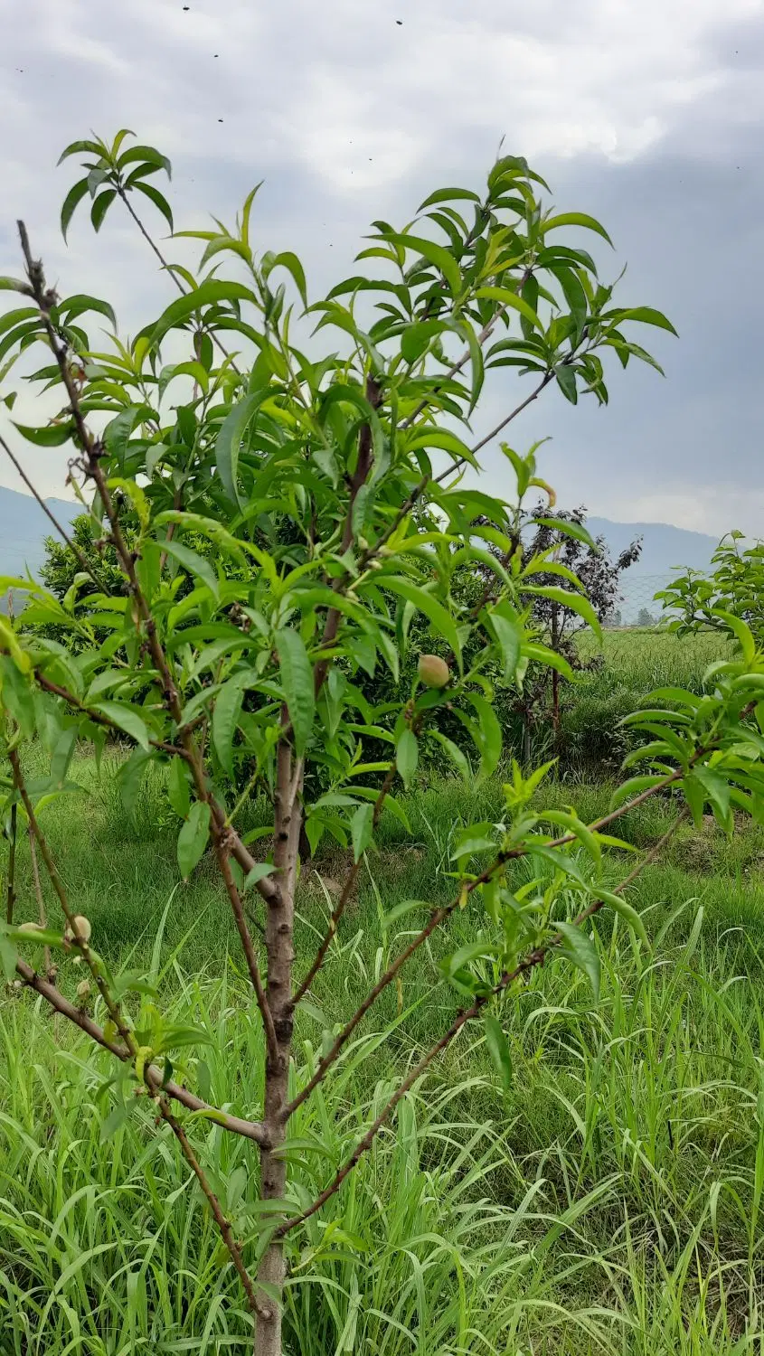 زمین باغی . باغ ۶ساله