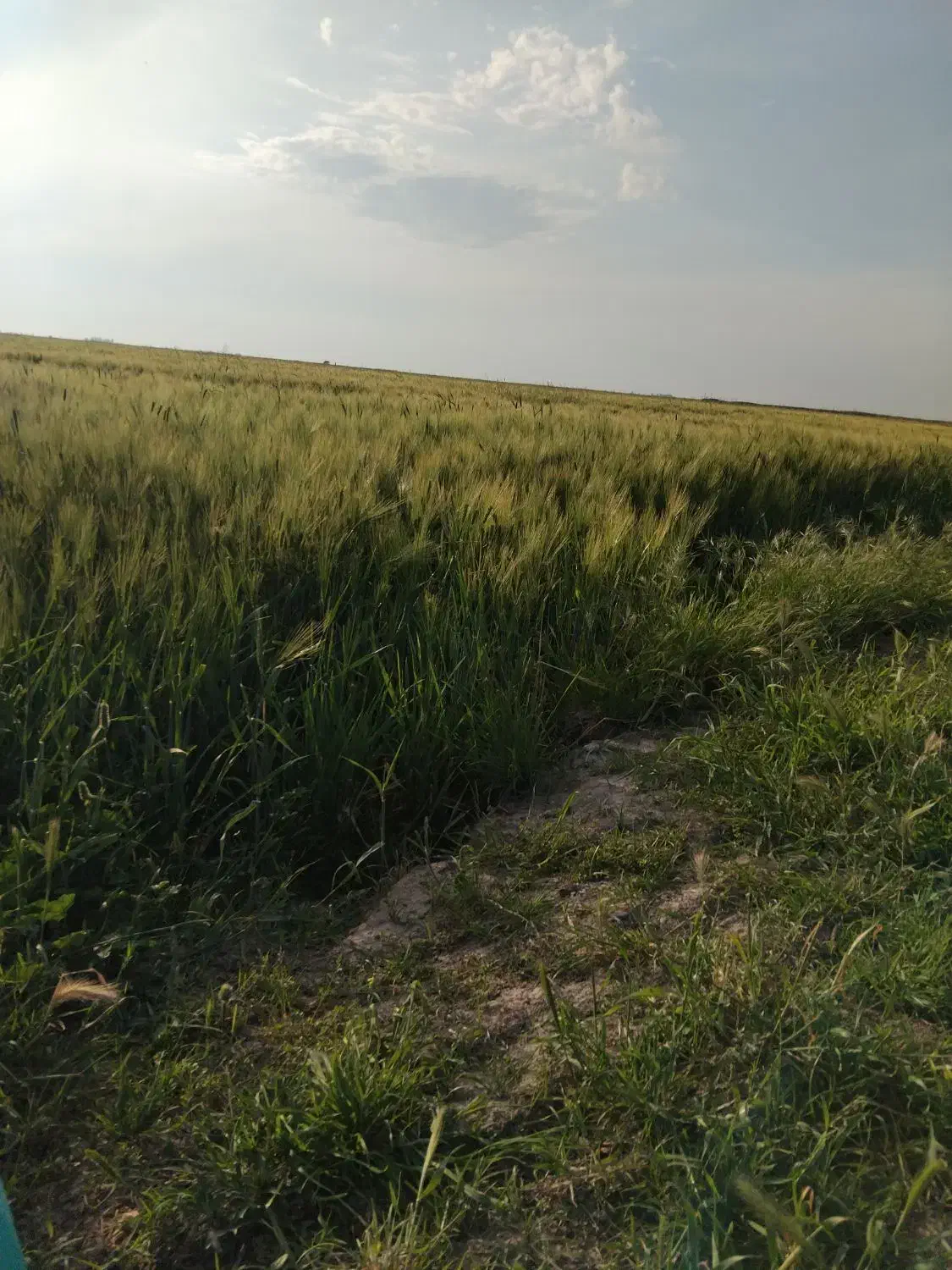 دوهکتار زمین کشاورزی
