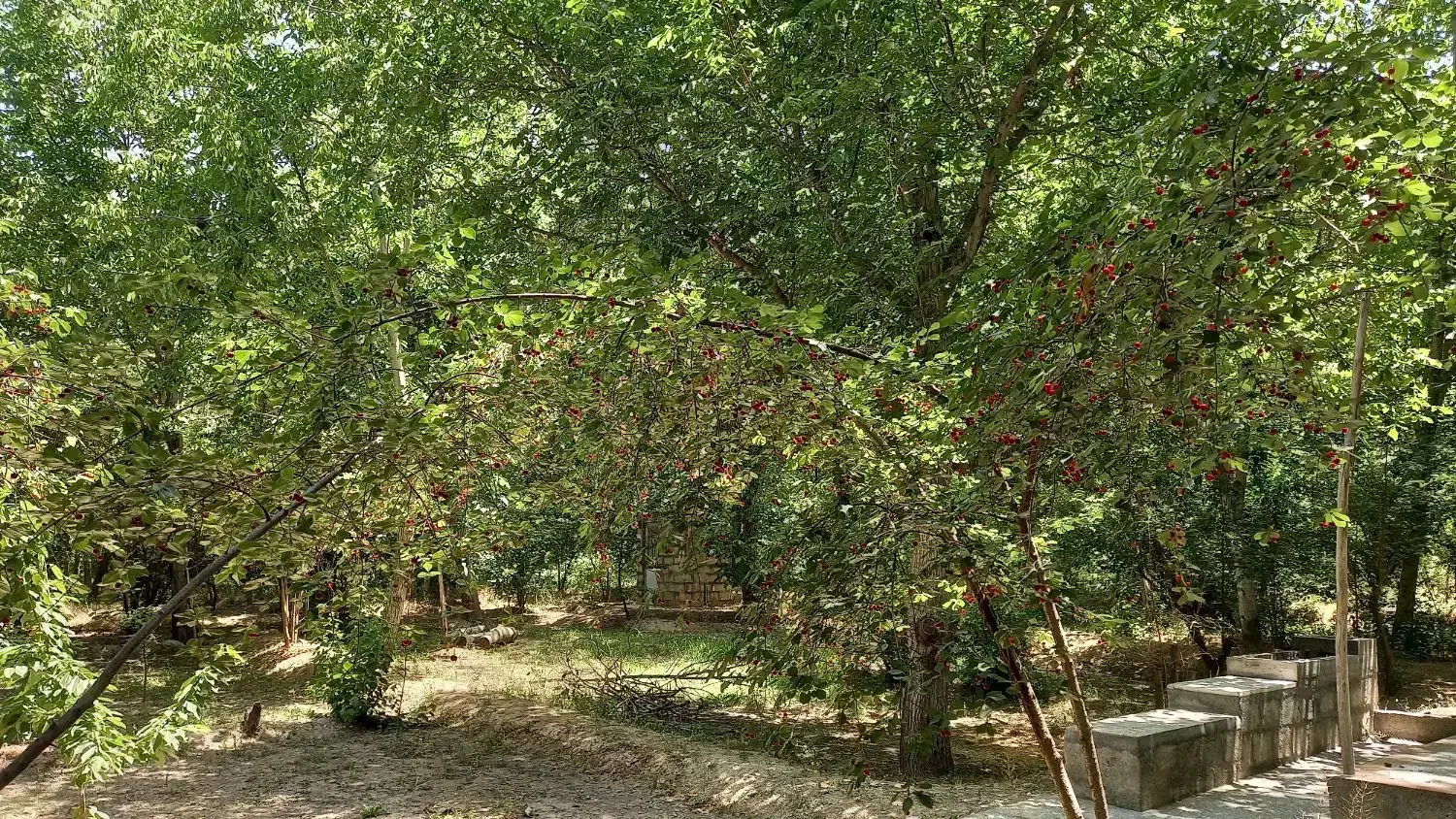 باغ ۲۰۰۰ متری محدوده مارکده. یاسه چای