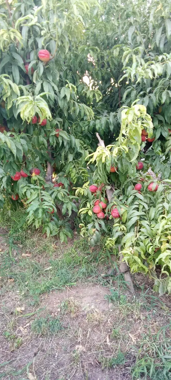خرید و فروش باغ در حسن آباد