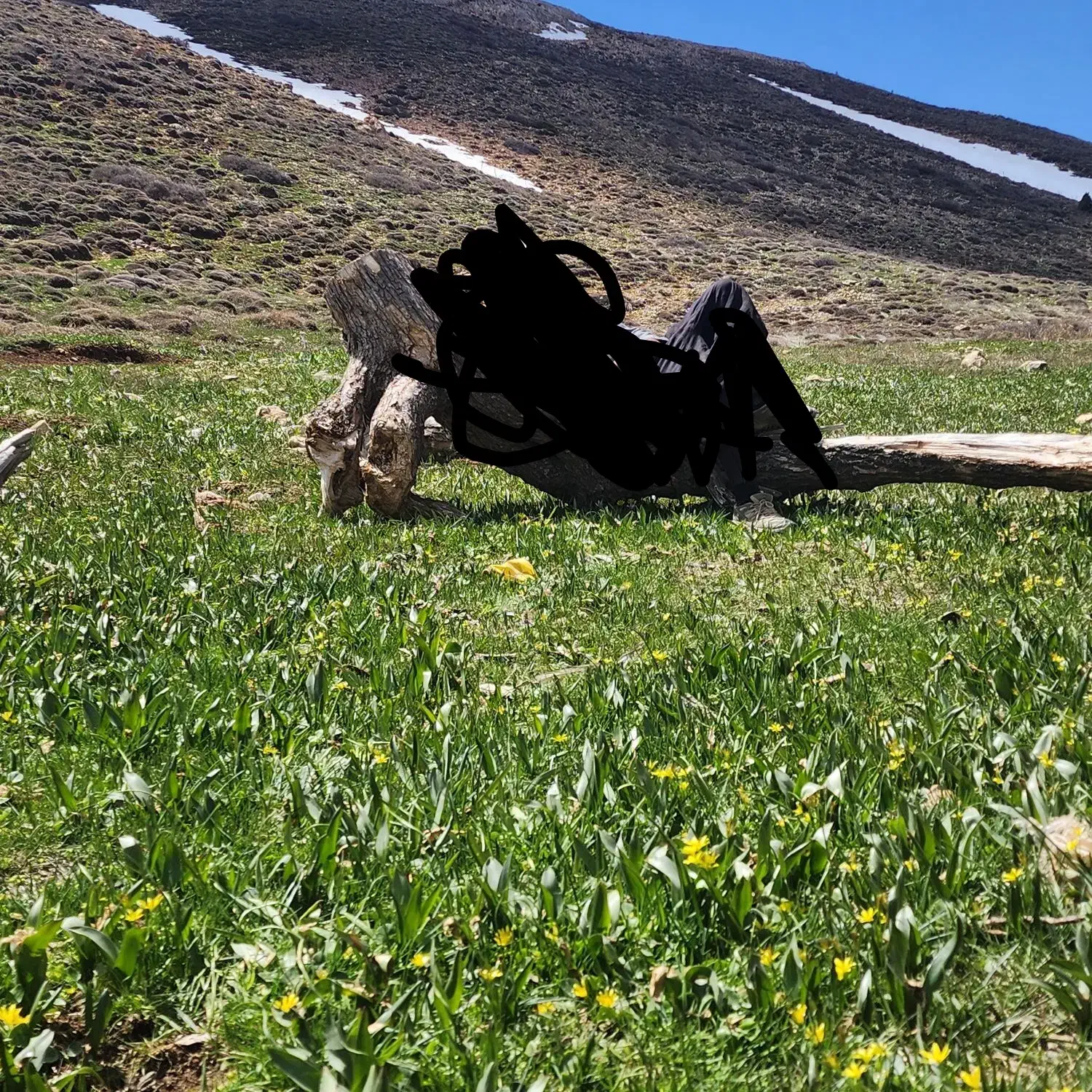 اجاره صحرا برای گوسفند