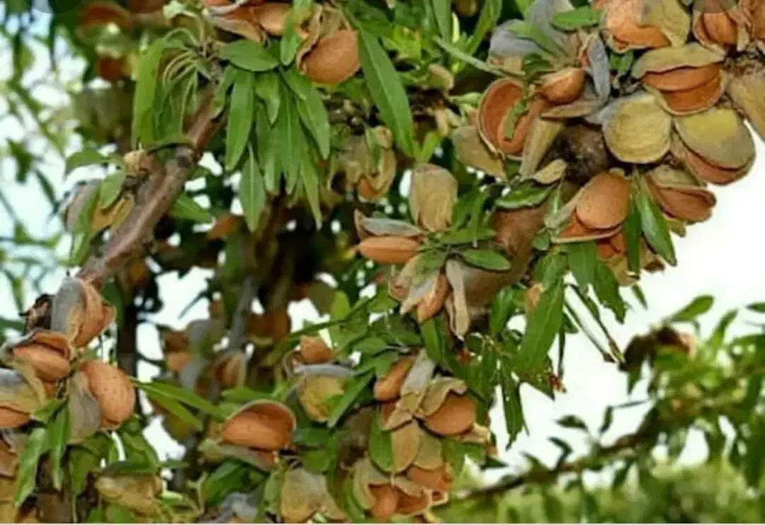 باغ بادام کناره جاده اصلی