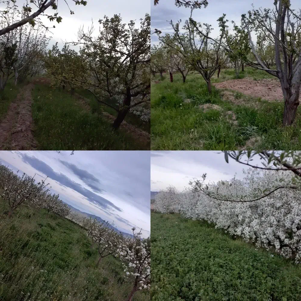 باغ واقع در روستای بنگین